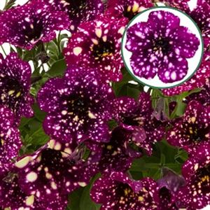 Afbeelding van Petunia P12 Magenta Mambo